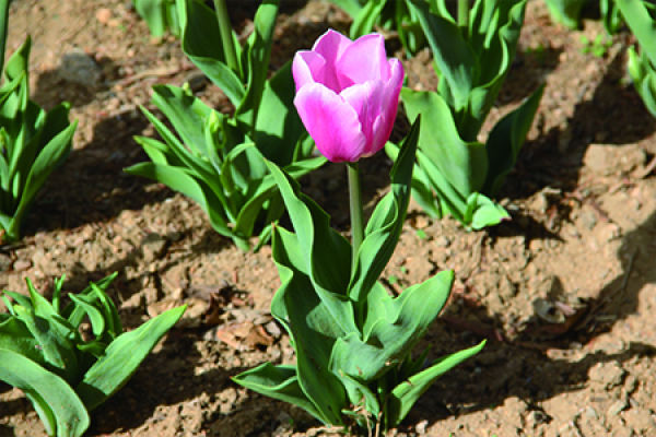 Tulip