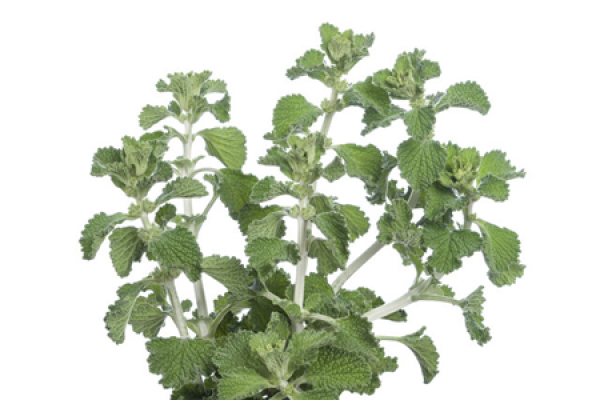 cat Mint