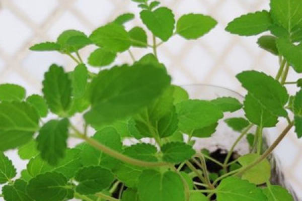 cat Mint