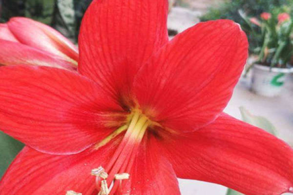 French orchid