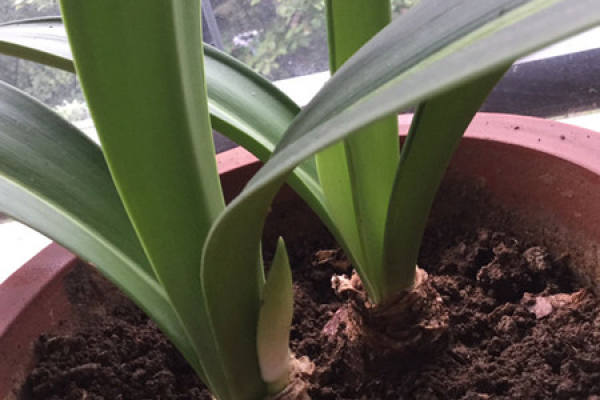 Amaryllis vittata
