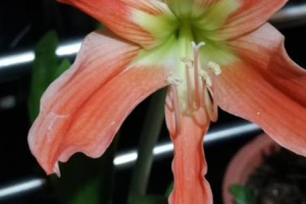 Amaryllis vittata