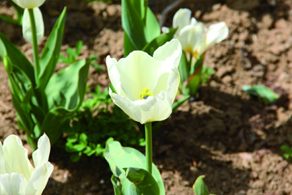 tulip