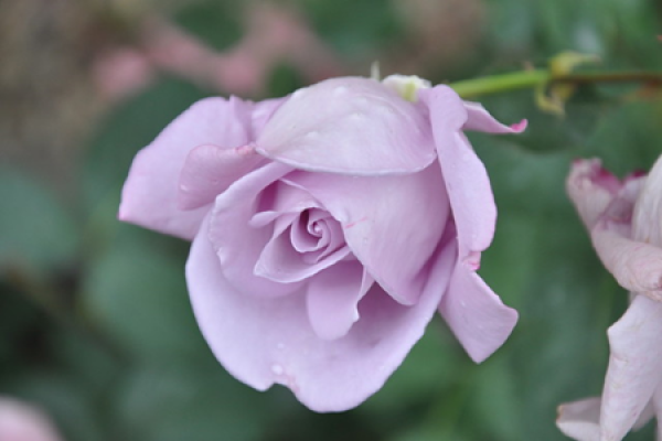 tulip