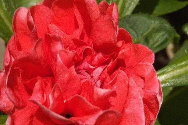 Impatiens camellia