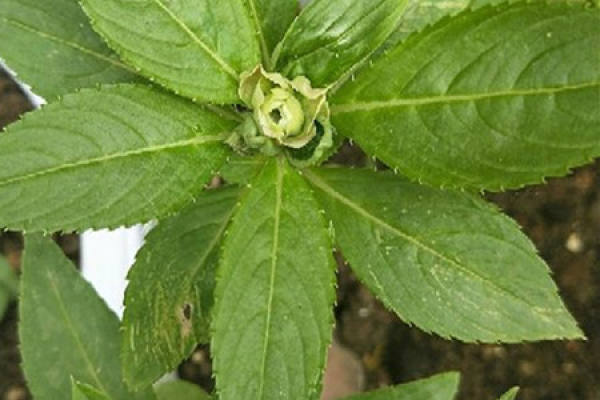 Impatiens