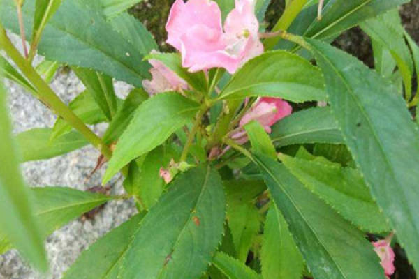 water plum