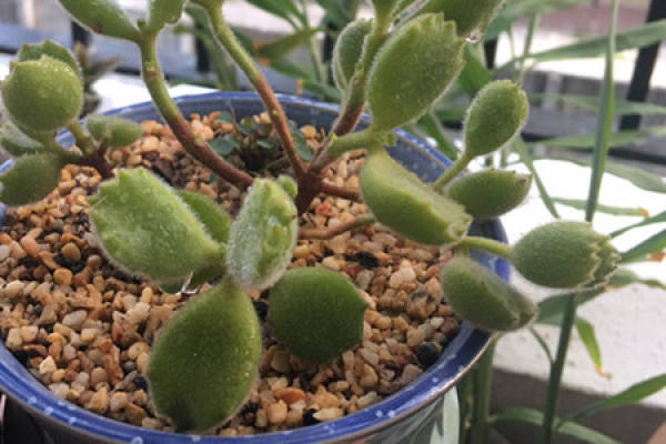 fleshy cat paw