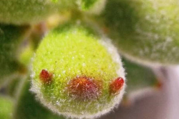 fleshy cat paw