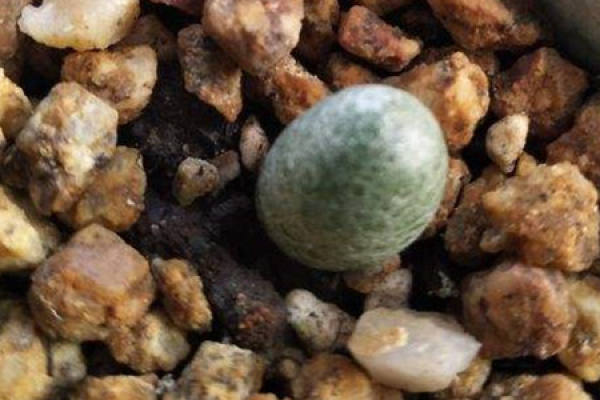 Raw Stone Flower