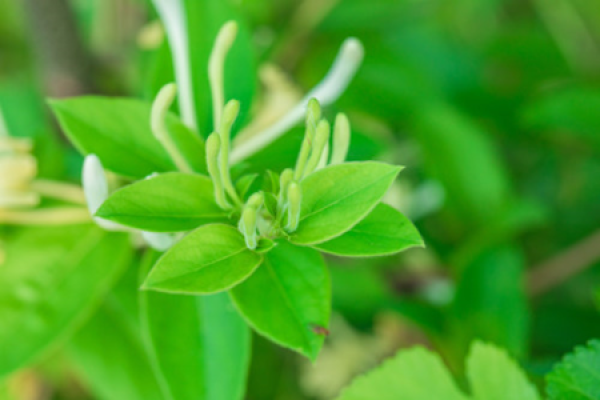Lonicera japonica