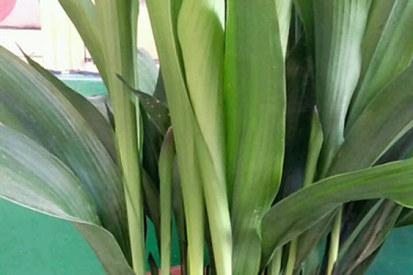 Folium Platyphylli