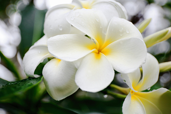 Magnolia