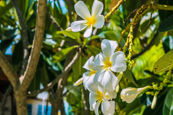 The difference between Bauhinia and Frangipani - The Plant Aide