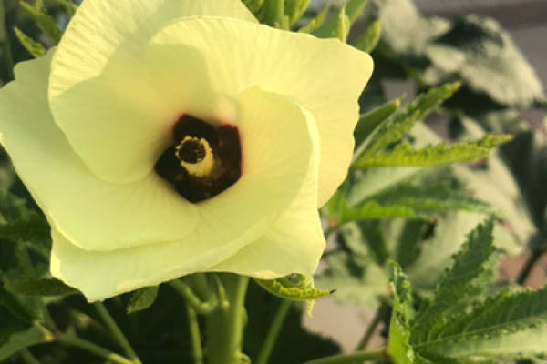 Datura