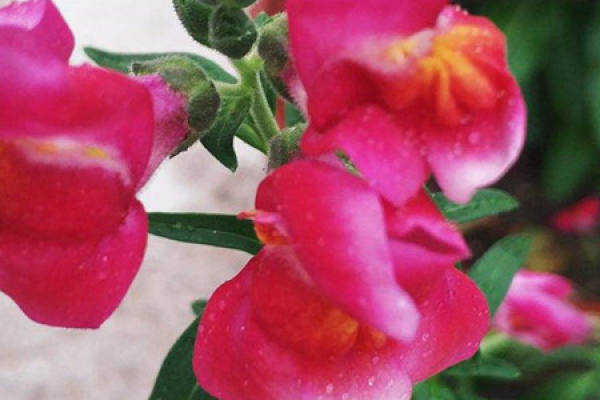 snapdragon