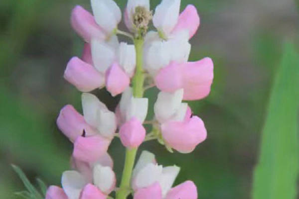 snapdragon