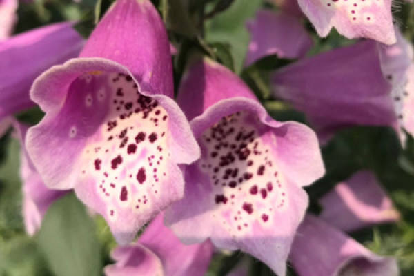 digitalis