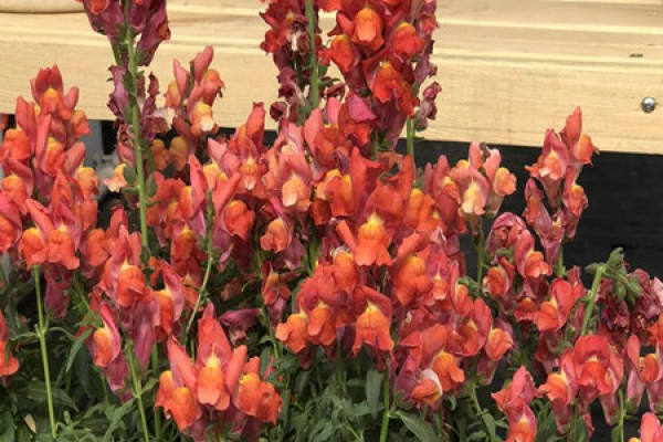 digitalis
