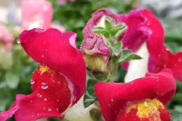 Antirrhinum majus