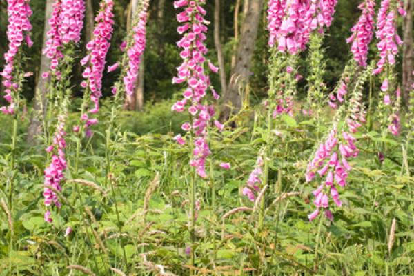 digitalis