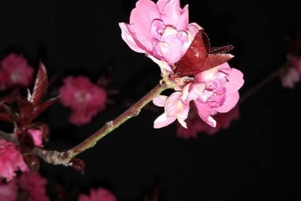 peach