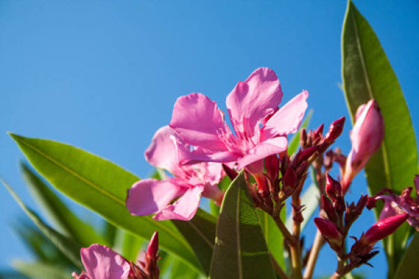 Camellia