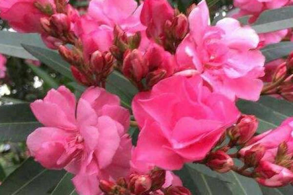 Nerium indicum