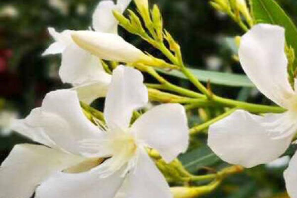oleander