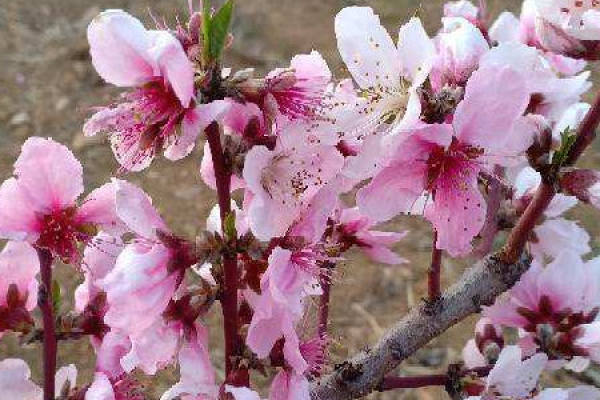 oleander
