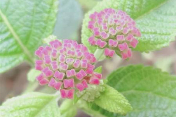 Lantana