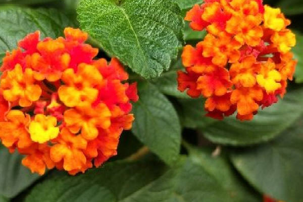 Verbena