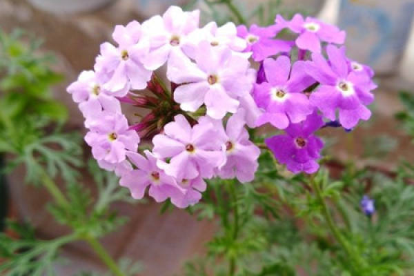 Verbena