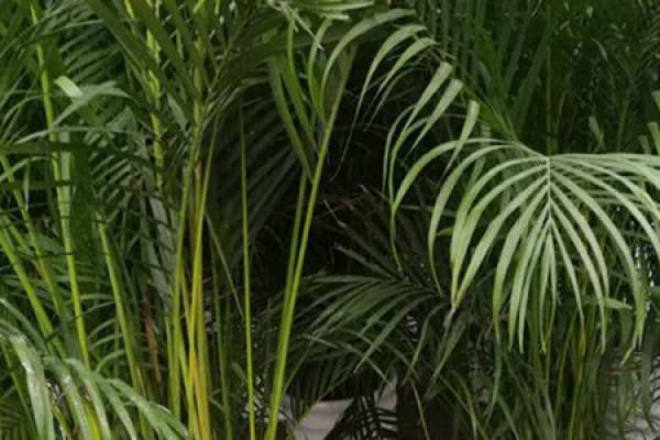 Hawaiian coconut