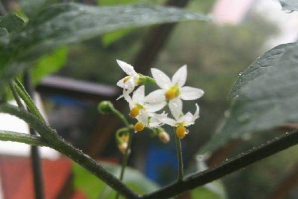 Herba Solani Nigri