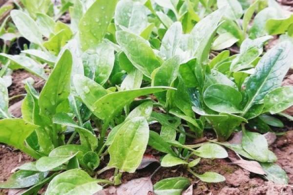 spinach