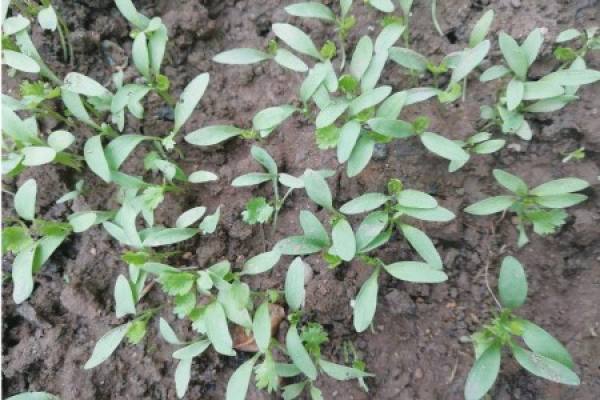 Wild Spinach