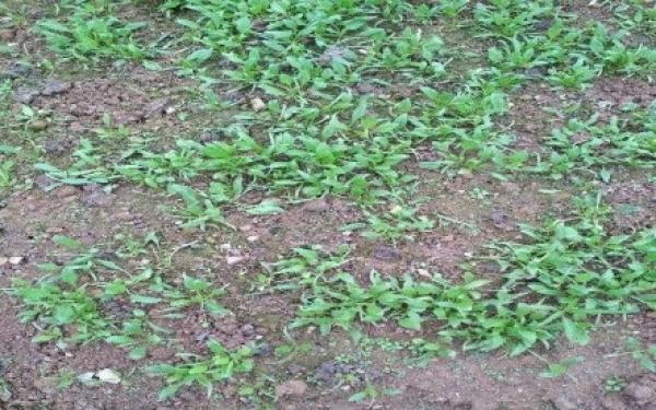 spinach