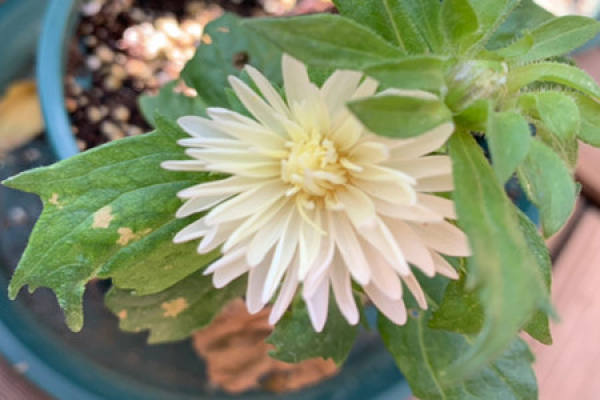 aster