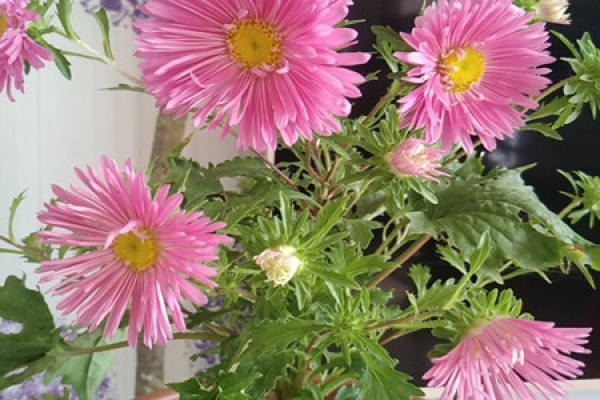 aster