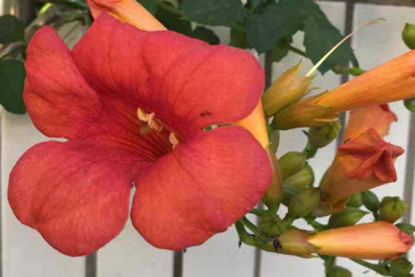 trumpet creeper