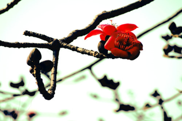 trumpet creeper