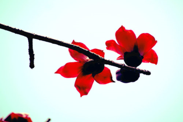 Common bombax flower