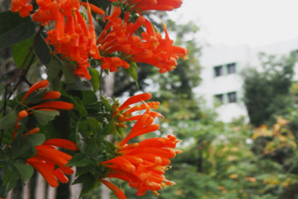 trumpet creeper