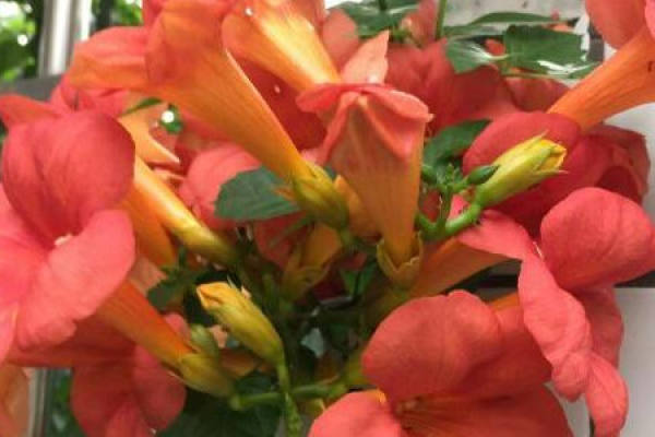 trumpet creeper