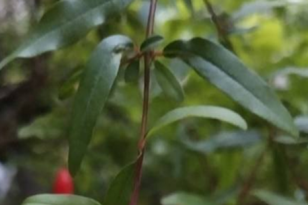 Flower Pomegranate