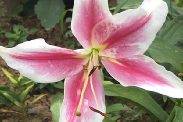 Lily