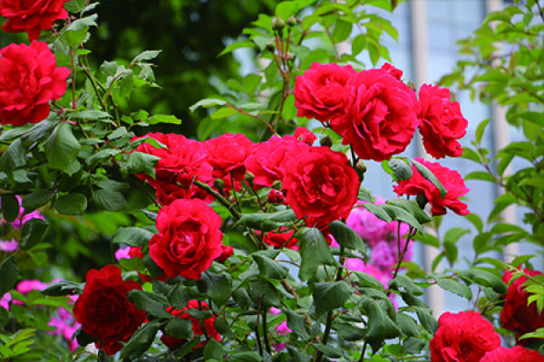 rose