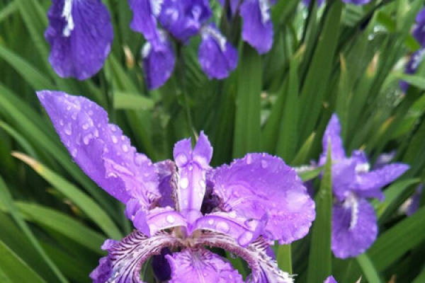 Brazilian iris