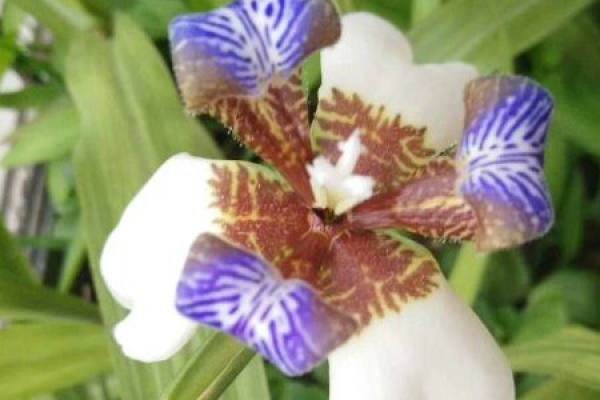 Brazilian iris